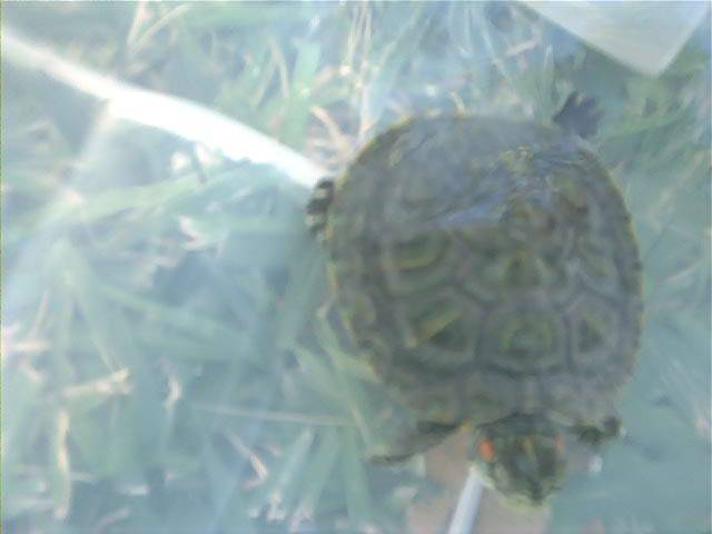 tess-turtle.jpg